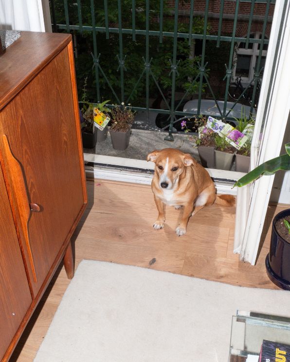 Jip<br>van den Toorn kitchen fan 1